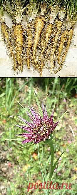 Овсяный корень – кладезь инулина » Сад и Огород. Советы и идеи дачника | Грядка