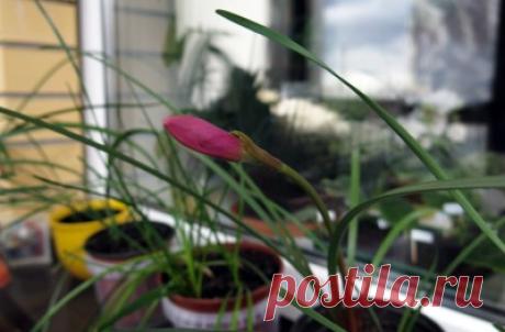Зефирантес (Zephyranthes) - очередная луковка розового зефирантеса порадовала бутоном, позитивное утро