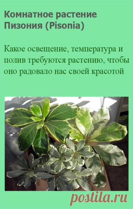 Комнатное растение Пизония (Pisonia). Это растение, похожее своими листьями на фикус, получило название в честь нидерландского натуралиста В.Пизо (1611-1648). Пизонии - небольшие деревья и кустарники, произрастающие в тропиках и субтропиках Австралии и Новой Зеландии.
