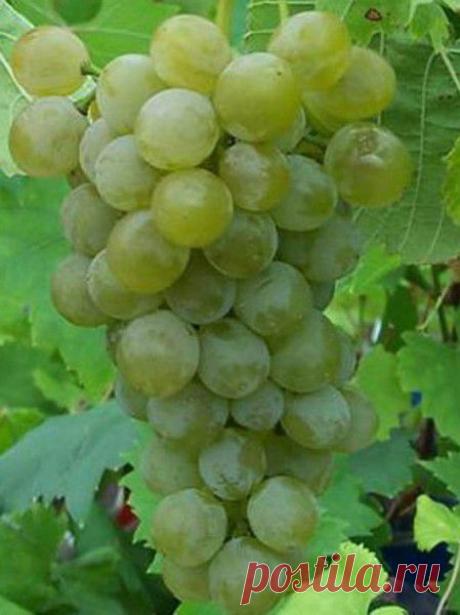 Галерея. - weerkust.ruweerkust.ru