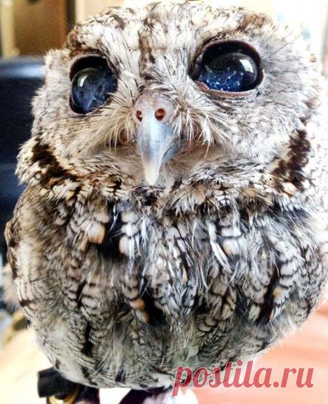 Глаза-созвездия