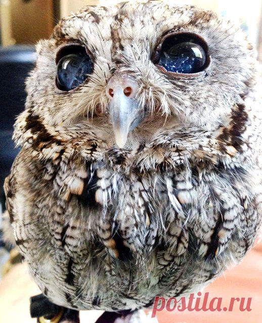 Глаза-созвездия