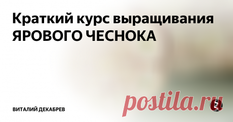 Краткий курс выращивания ЯРОВОГО ЧЕСНОКА  Когда сажать яровой чеснок? Выращивание, посадка, полив и много другой полезной информации.