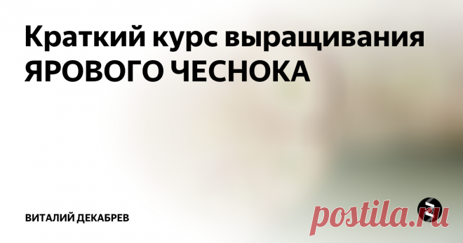 Краткий курс выращивания ЯРОВОГО ЧЕСНОКА  Когда сажать яровой чеснок? Выращивание, посадка, полив и много другой полезной информации.