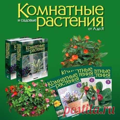 Количество домашних растений, которые предлагаются в цветочных магазинах, огромно. Как не растеряться в этом многообразии? В целом, изучать ассортимент растений нужно ДО похода в магазин. Там Вы встретите массу неизвестных Вам растений, которые очень красиво выглядят, но могут не подойти к Вашим условиям содержания.
jpg (375×375)
