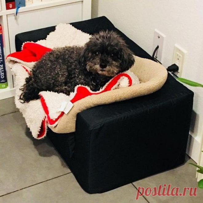 Люди делятся снимками крошечной мебели, которую они купили для своих питомцев, и это мило