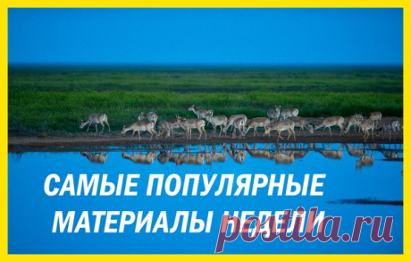 Самые популярные материалы недели в нашей традиционной воскресной подборке: 1. В Калифорнии спасли облысевшего медвежонка: bit.ly/2DlNZy5 2. Пять животных, погибающих после спаривания: bit.ly/2D6QCa6 3. В США аллигаторы вмерзли в лед: bit.ly/2EBbeUg 4. Одиссея Игоря Шпиленка по заповедной России: bit.ly/2mlOpMS 5. Лучшие видео из Новосибирского зоопарка снимает пенсионерка: bit.ly/2mobkaf
