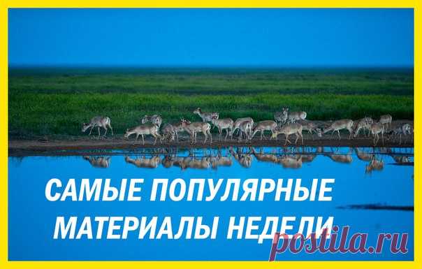 Самые популярные материалы недели в нашей традиционной воскресной подборке: 1. В Калифорнии спасли облысевшего медвежонка: bit.ly/2DlNZy5 2. Пять животных, погибающих после спаривания: bit.ly/2D6QCa6 3. В США аллигаторы вмерзли в лед: bit.ly/2EBbeUg 4. Одиссея Игоря Шпиленка по заповедной России: bit.ly/2mlOpMS 5. Лучшие видео из Новосибирского зоопарка снимает пенсионерка: bit.ly/2mobkaf