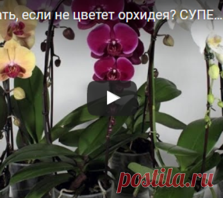 Что делать, если не цветет орхидея? СУПЕР-ПРОСТОЙ СПОСОБ