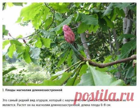 10 разновидностей огурцов, о которых вы даже не слышали - Искусство здоровой жизни