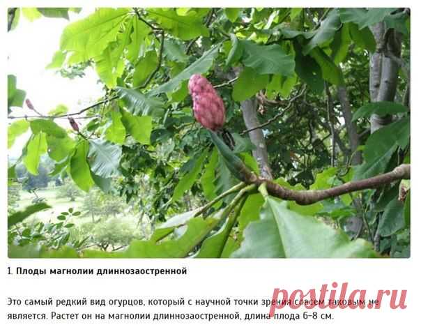 10 разновидностей огурцов, о которых вы даже не слышали - Искусство здоровой жизни