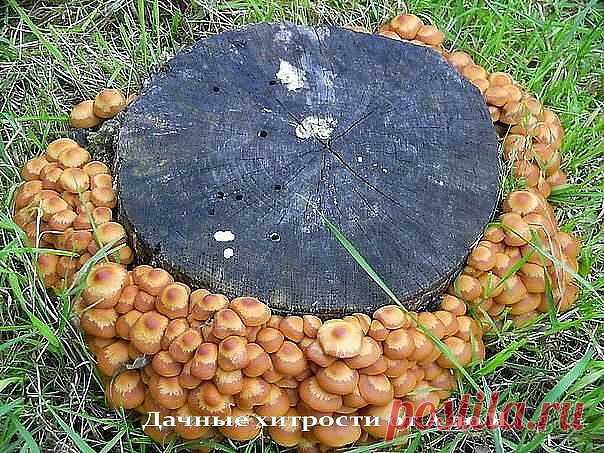 Выращиваем  пята