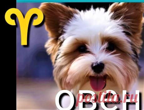 Ваша собака овен? Питомцы Собаки - Журнал полезных советов