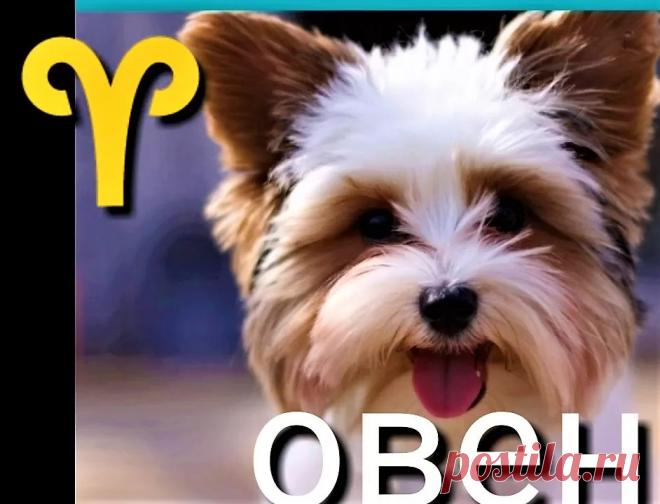 Ваша собака овен? Питомцы Собаки - Журнал полезных советов