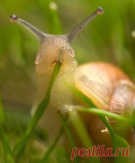 Видали как улитка травку кушает?