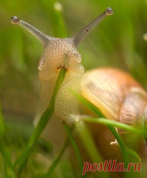 Видали как улитка травку кушает?