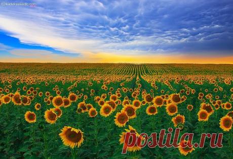 Дикая природа США. Фотограф Kadek Susanto