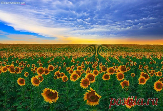 Дикая природа США. Фотограф Kadek Susanto