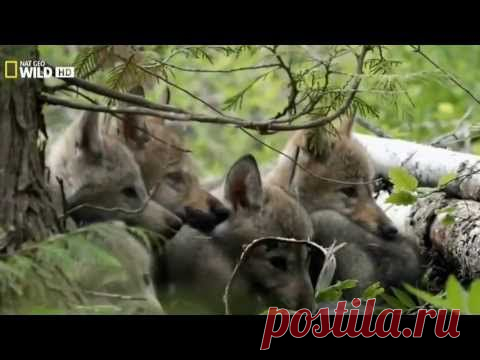 Дикий Запад. Звериный вестерн.