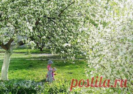 (62) Одноклассники