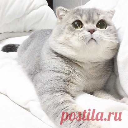 Серый пухлячок