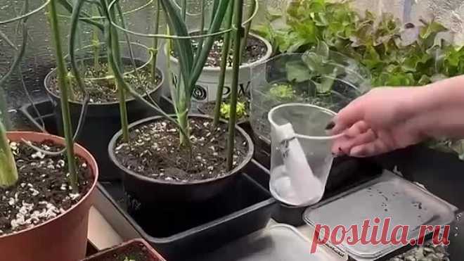 Рассада в закрутке - необычный метод