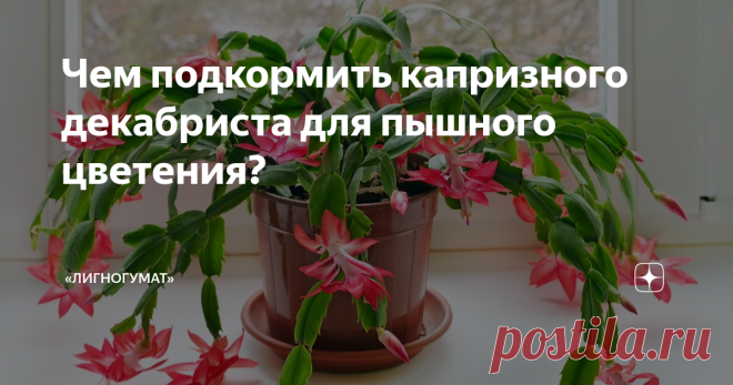 Чем подкормить капризного декабриста для пышного цветения? Статья автора ««ЛИГНОГУМАТ»» в Дзене ✍: Декабрист, рождественник, зигокактус, шлюмбергера, эпифиллантус… Всё это – названия растения рода эпифитных кактусов.
