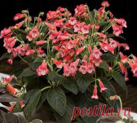 Кто такая колерия и как её вырастить - Сад на подоконнике