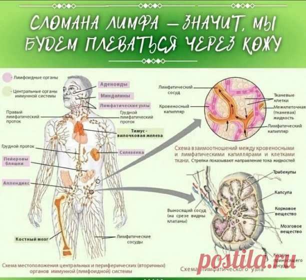 Сломана лимфа — значит, мы будем плеваться через кожу 
 
Обычно вся лимфа в нашем организме в густом состоянии. Она движется снизу-вверх, в одном направлении. Движется благодаря сокращениям мышц. И весь путь лимфы от кончиков ног пальцев до головы проходит примерно за 3 месяца. 
 
Если человек постоянно пьет воду, то лимфа более-менее чистая, а если воды мало, а вместо воды пить чаи, сок, компоты, газировки, кофе и т.д., то в лимфа превращается в стоячее болото, которое за...