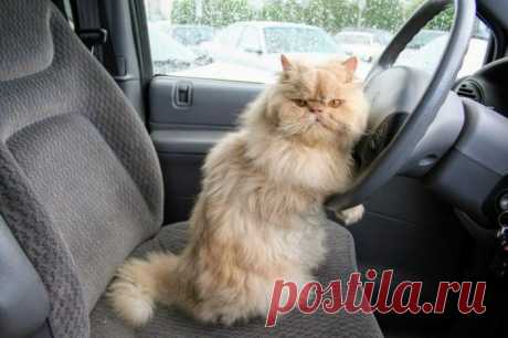 Личный водитель:)