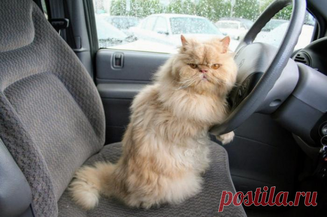 Личный водитель:)