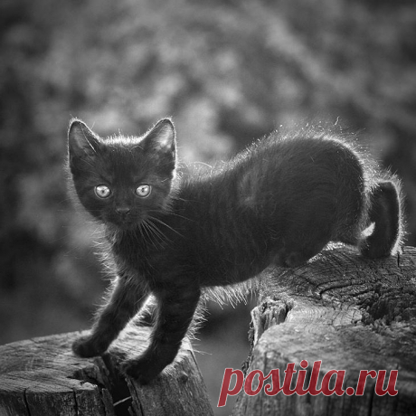 Разносчицы удачи - фотографии загадочных чёрных кошек
