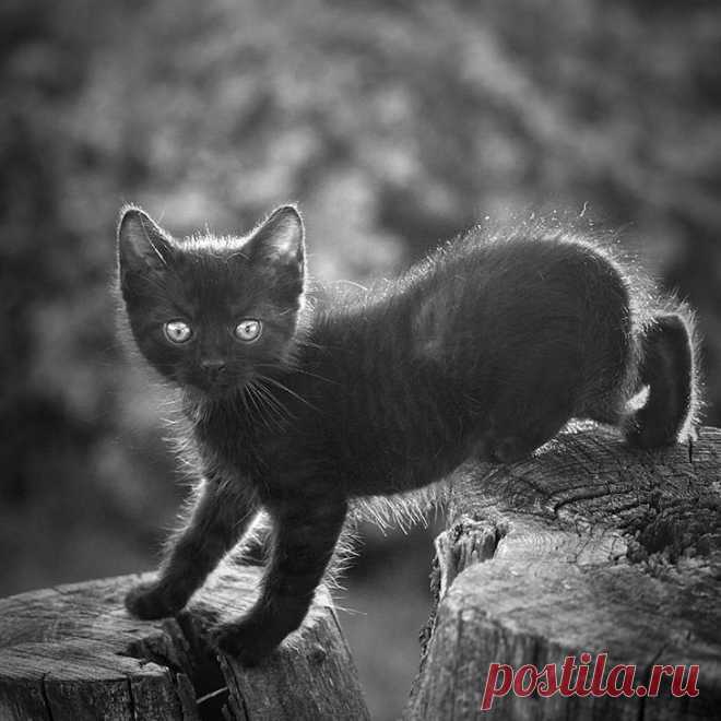 Разносчицы удачи - фотографии загадочных чёрных кошек
