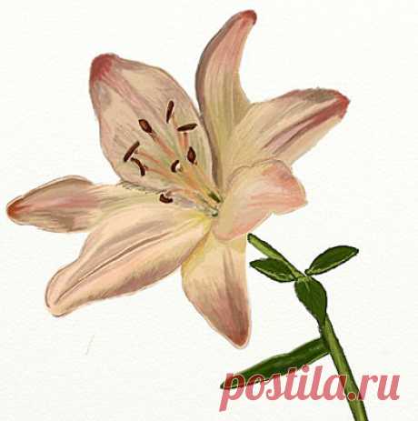 Как нарисовать лилию | Рисунок лилии карандашом поэтапно