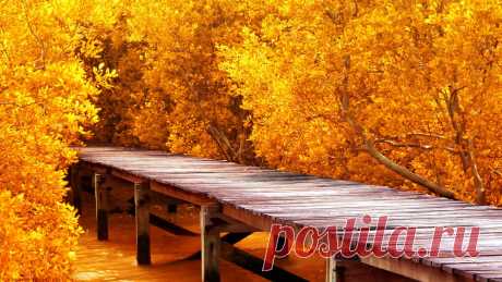 derevya-osen-pirs-prichal.jpg (1366×768)