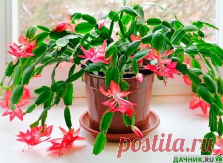 Комнатный цветок декабрист: как правильно ухаживать. | Дачник.RU | Дзен