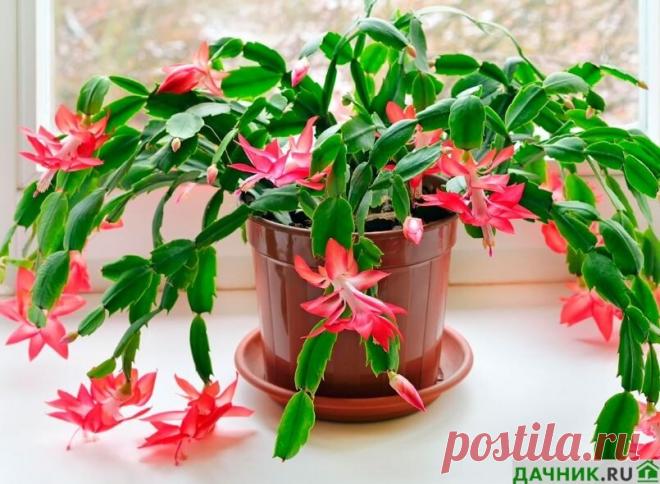 Комнатный цветок декабрист: как правильно ухаживать. | Дачник.RU | Дзен