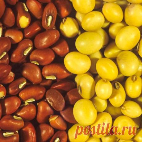 Подготовка семян к посеву — FloweryVale.ru