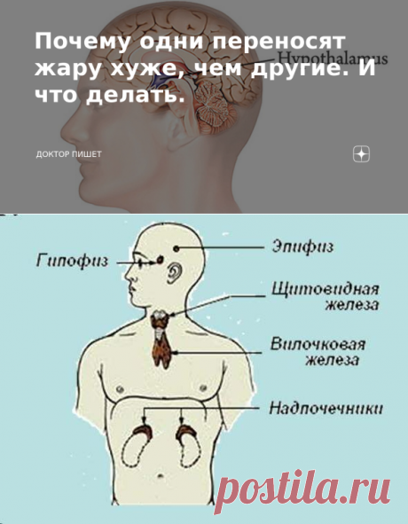 Почему одни переносят жару хуже, чем другие. И что делать. | Доктор пишет | Яндекс Дзен