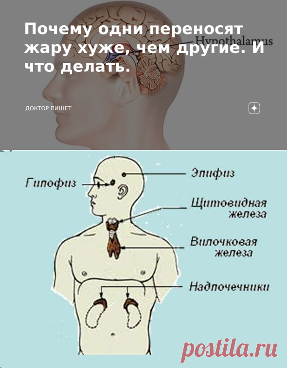 Почему одни переносят жару хуже, чем другие. И что делать. | Доктор пишет | Яндекс Дзен