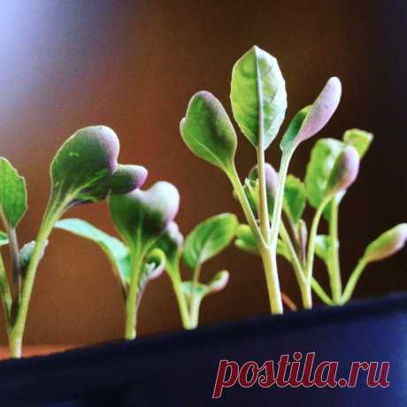 Всходы сеянцев цветной капусты