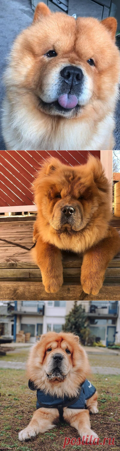 18 фотографий собак породы чау-чау, которых хочется затискать здесь и сейчас | Хитрости жизни