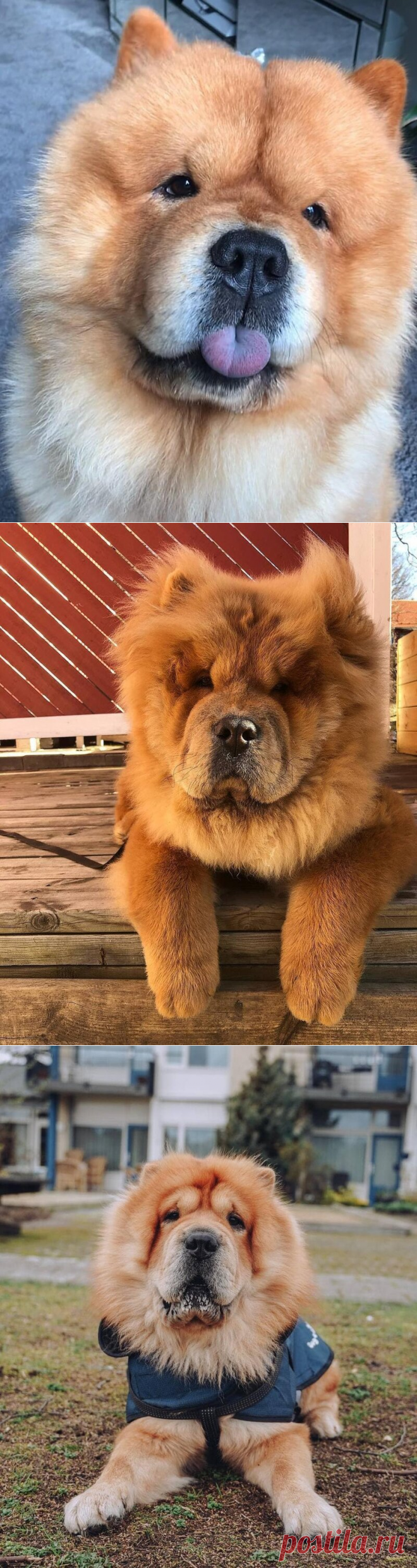 18 фотографий собак породы чау-чау, которых хочется затискать здесь и сейчас | Хитрости жизни