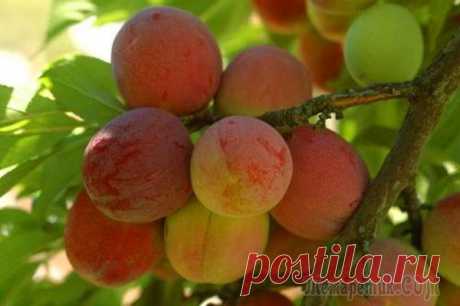 Особенности агротехники сливы сорта Персиковая