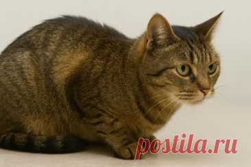 Выпадение шерсти у животных и людей может быть больше, чем просто косметическая проблема. Иногда это сигнал о серьезных заболеваниях, включая рак. 🐾🔬 Узнайте, как это связано:

#Здоровье#Рак#ВыпадениеШерсти#Онкология#Животные#Медицина#ЗаботаОЖивотных#Симптомы#Профилактика
Изображение от ChatGPT