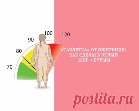 «Таблетка» от ожирения: Как сделать белый жир – бурым