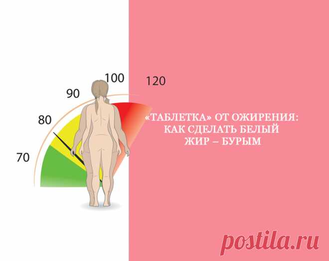 «Таблетка» от ожирения: Как сделать белый жир – бурым