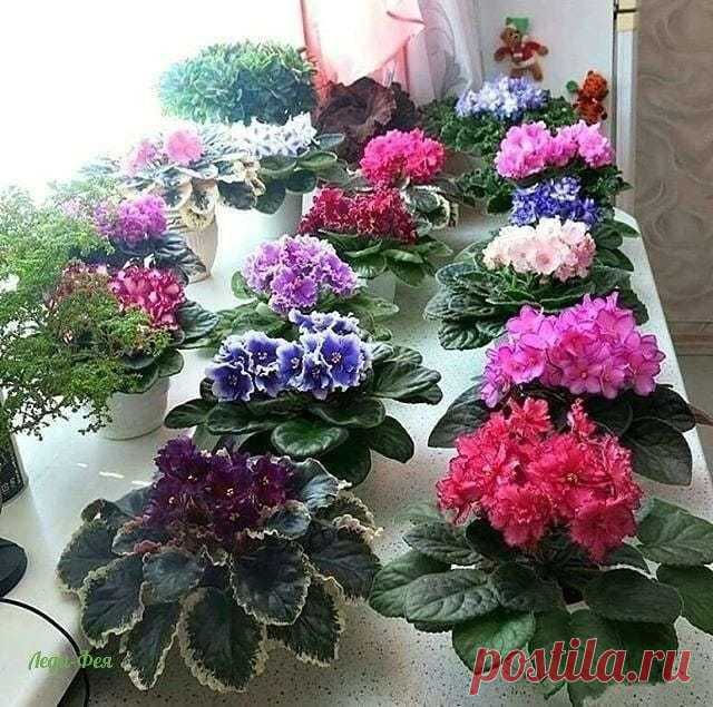 Удобрения и подкормки для фиалок.