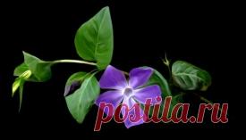 15 растений, обладающих защитными магическими свойствами.