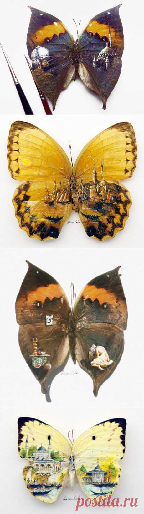 Рисунки на крыльях бабочки от Hasan Kale